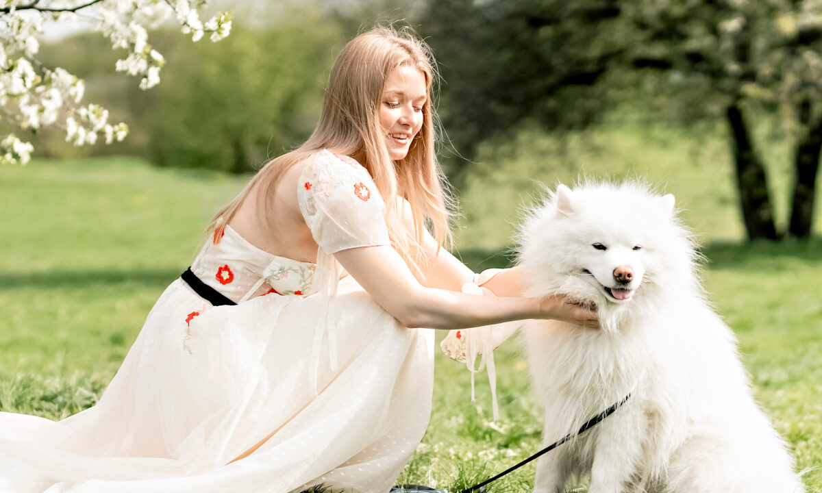 Estimez le prix d’un Samoyede en fonction de son pedigree et son âge