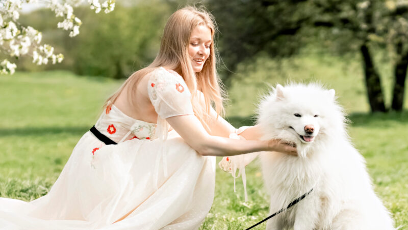 prix Samoyede