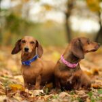 Les différences de tempérament entre les races de chien saucisse
