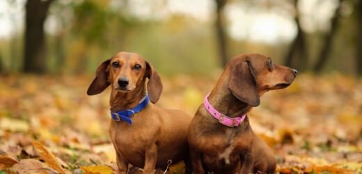 beautiful two dachshund puppy dog with sad eyes dog portrait. close up.