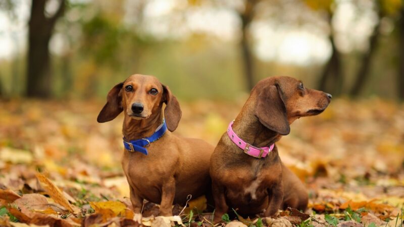 beautiful two dachshund puppy dog with sad eyes dog portrait. close up.