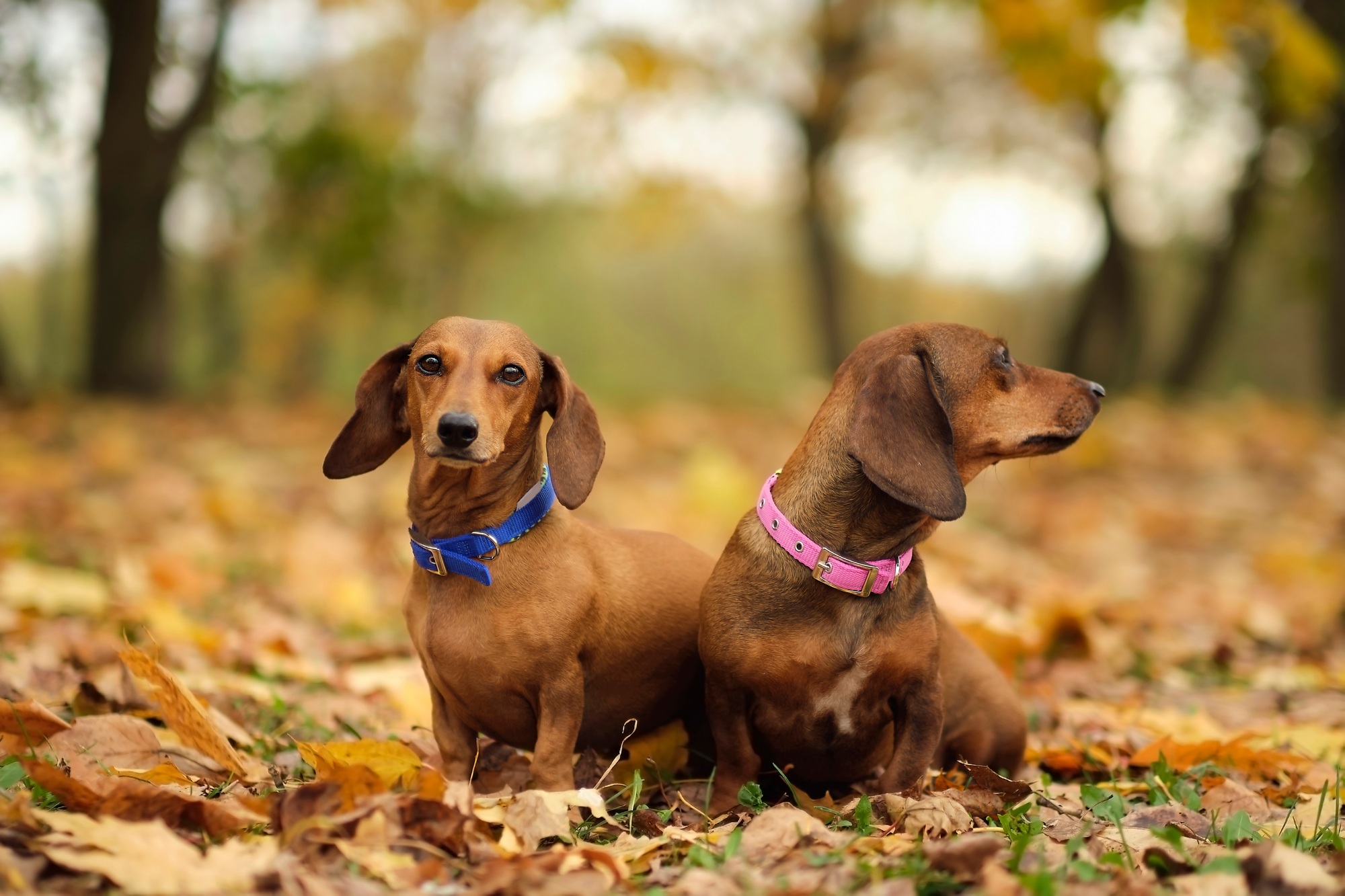 beautiful two dachshund puppy dog with sad eyes dog portrait. close up.
