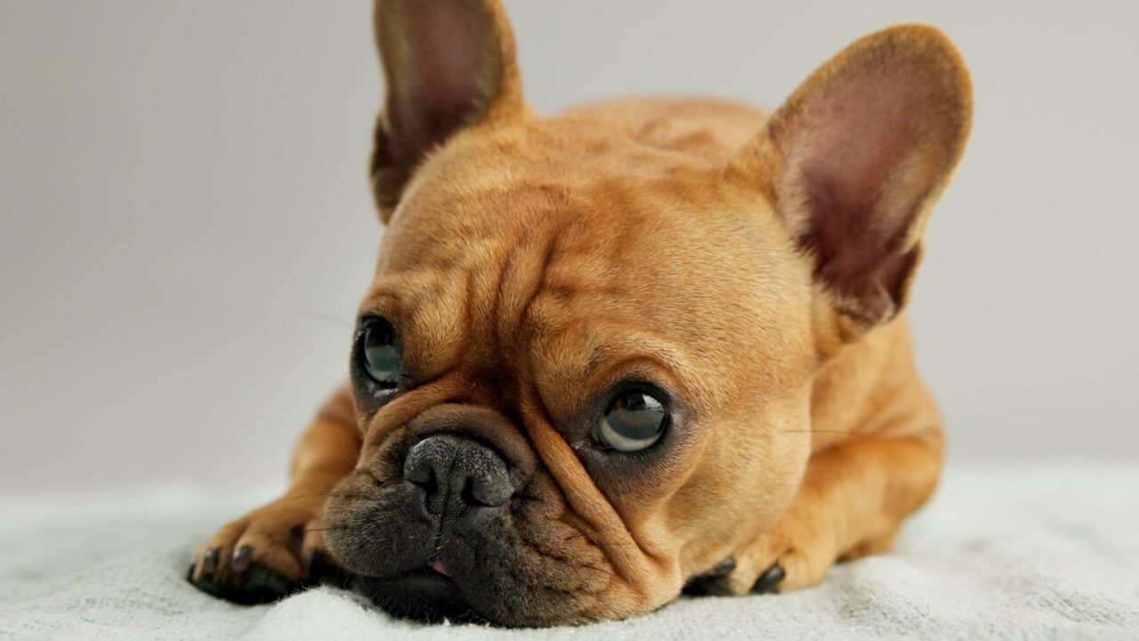 Tout savoir sur le chien Boxer français : un compagnon fidèle et athlétique