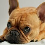 Tout savoir sur le chien Boxer français : un compagnon fidèle et athlétique