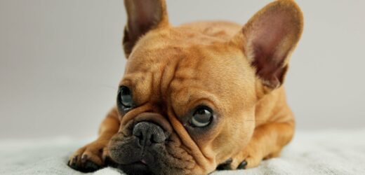Dog, puppy and french bulldog with relax on blanket for canine companion, adoption and security on