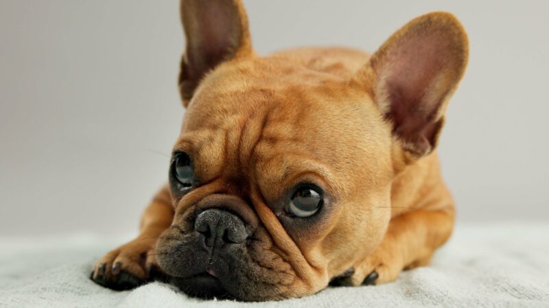 Dog, puppy and french bulldog with relax on blanket for canine companion, adoption and security on