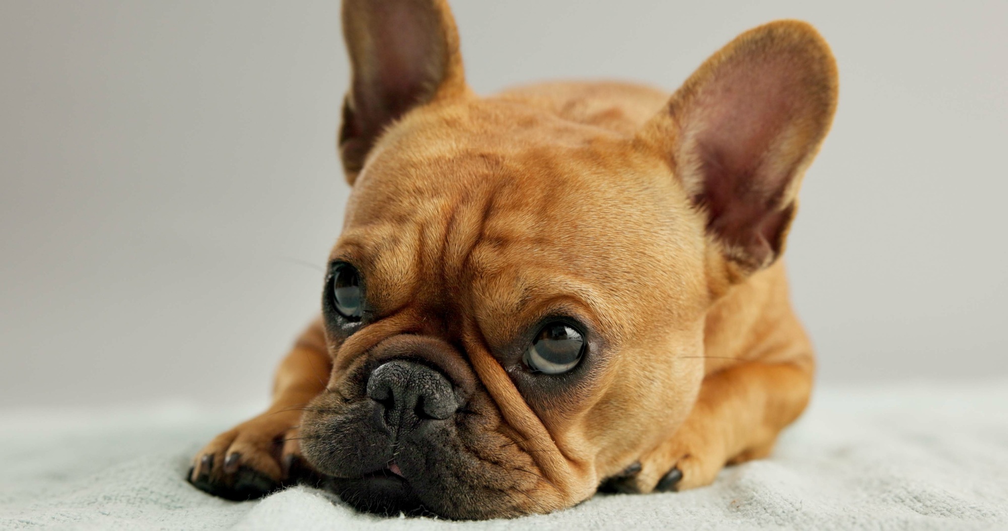 Dog, puppy and french bulldog with relax on blanket for canine companion, adoption and security on