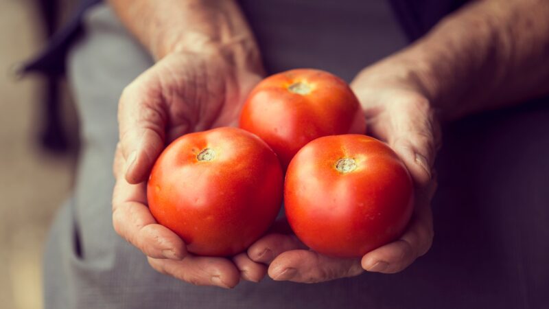 Organic tomatoes