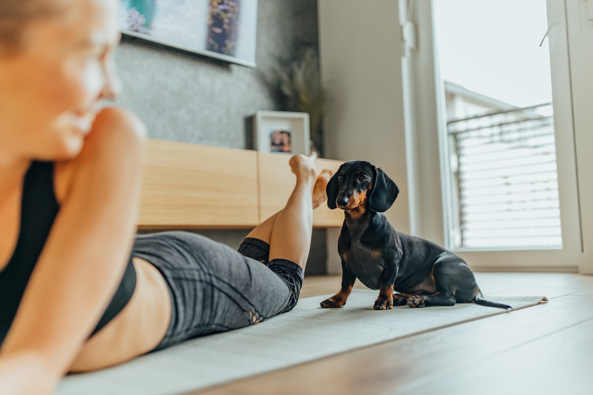 Wiener dog looking at her owner, at home.