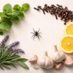 Les meilleures méthodes naturelles pour éloigner une toute petite araignée noire dans la maison