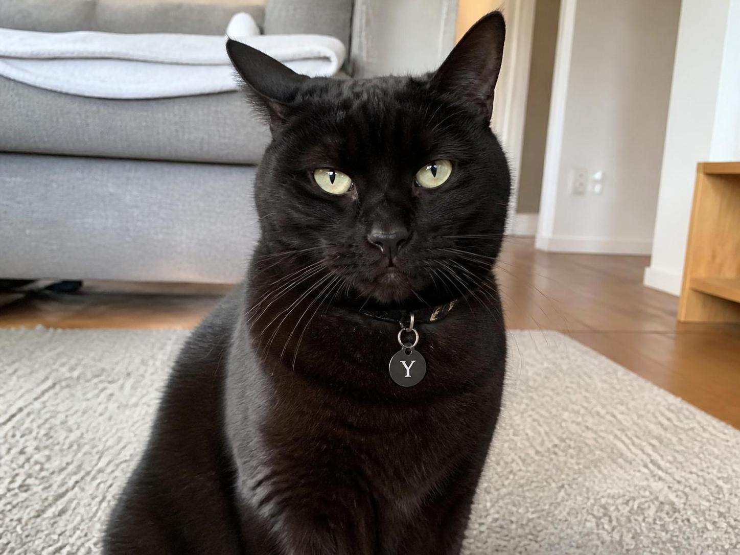 découvrez une liste irrésistible de noms de chat et chatte commençant par la lettre y, qui séduiront tous les amoureux des félins.