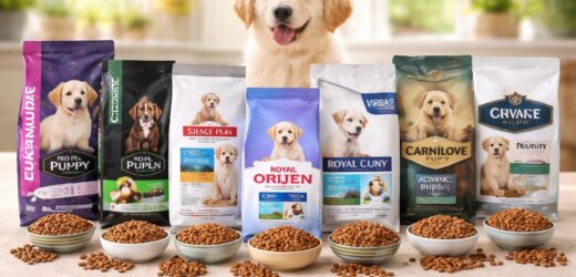 découvrez notre comparatif des 10 meilleures croquettes pour chiot, sélectionnées parmi les marques les plus fiables pour assurer une alimentation saine et équilibrée à votre compagnon.